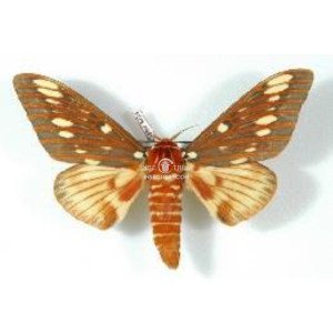 CITHERONIA AZTECA CITHERONIA AZTECA